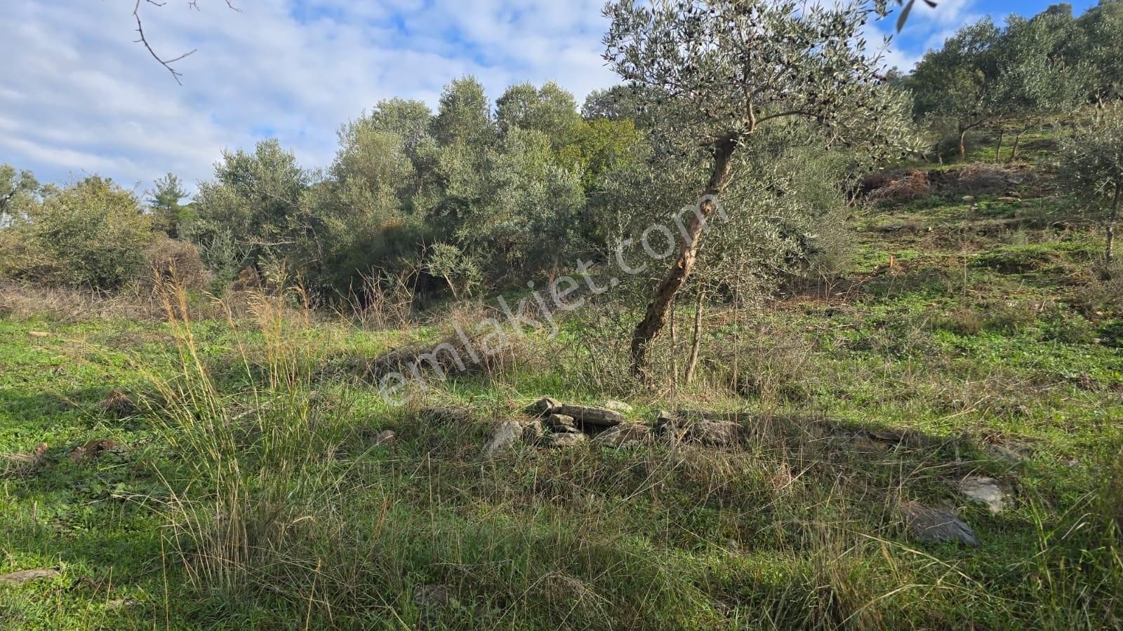 19 Dönüm Zeytinlik - Görsel 6