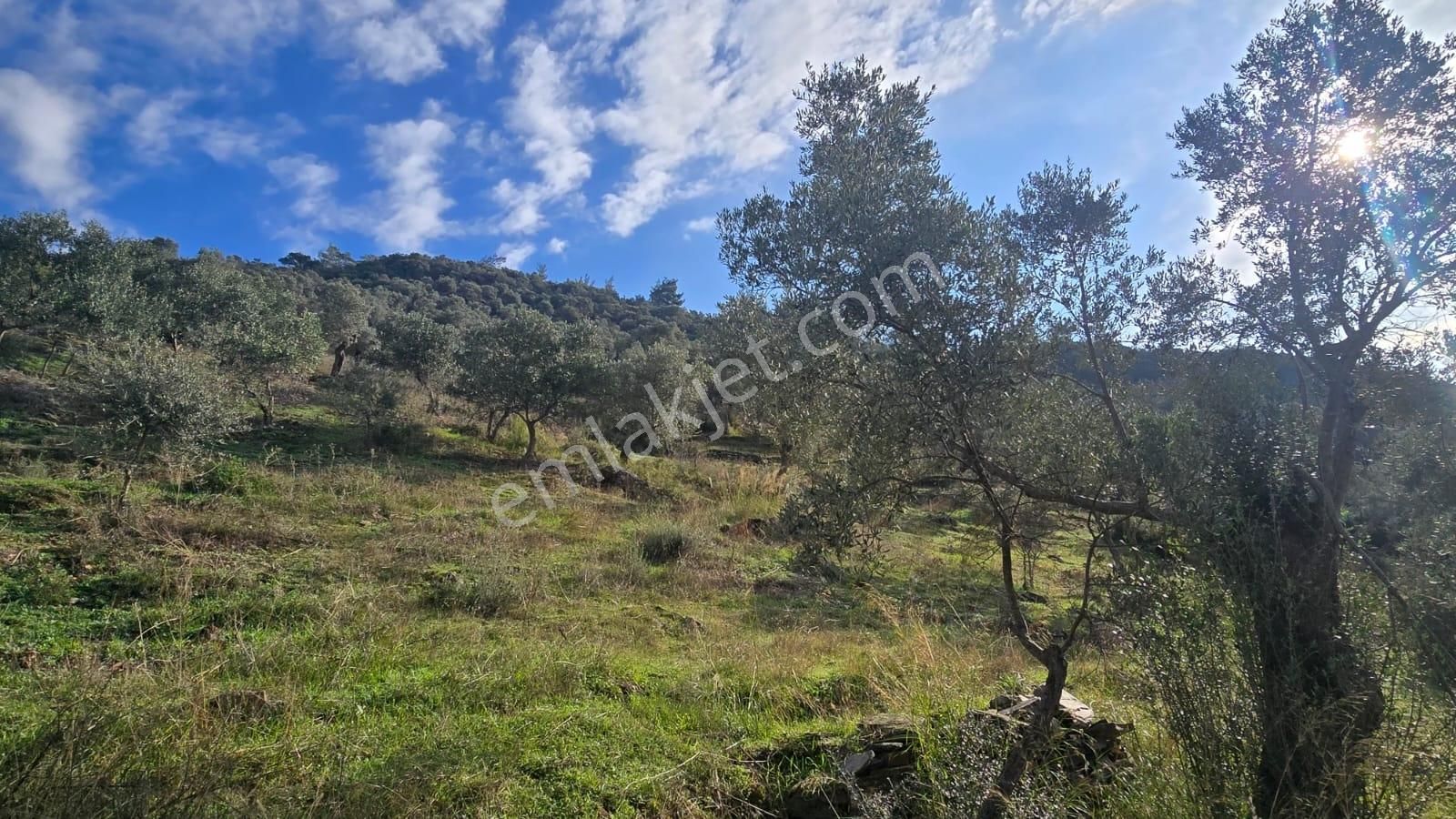 19 Dönüm Zeytinlik - Görsel 4