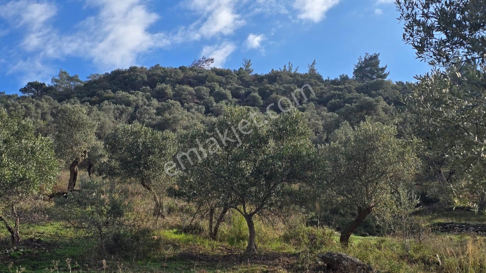 19 Dönüm Zeytinlik - Görsel 5