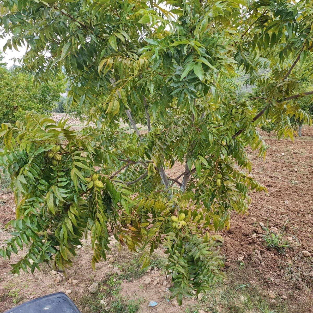 Seydikemer Hacıosmanlar Mah.ilkon'dan Satılık Arazi - Görsel 4