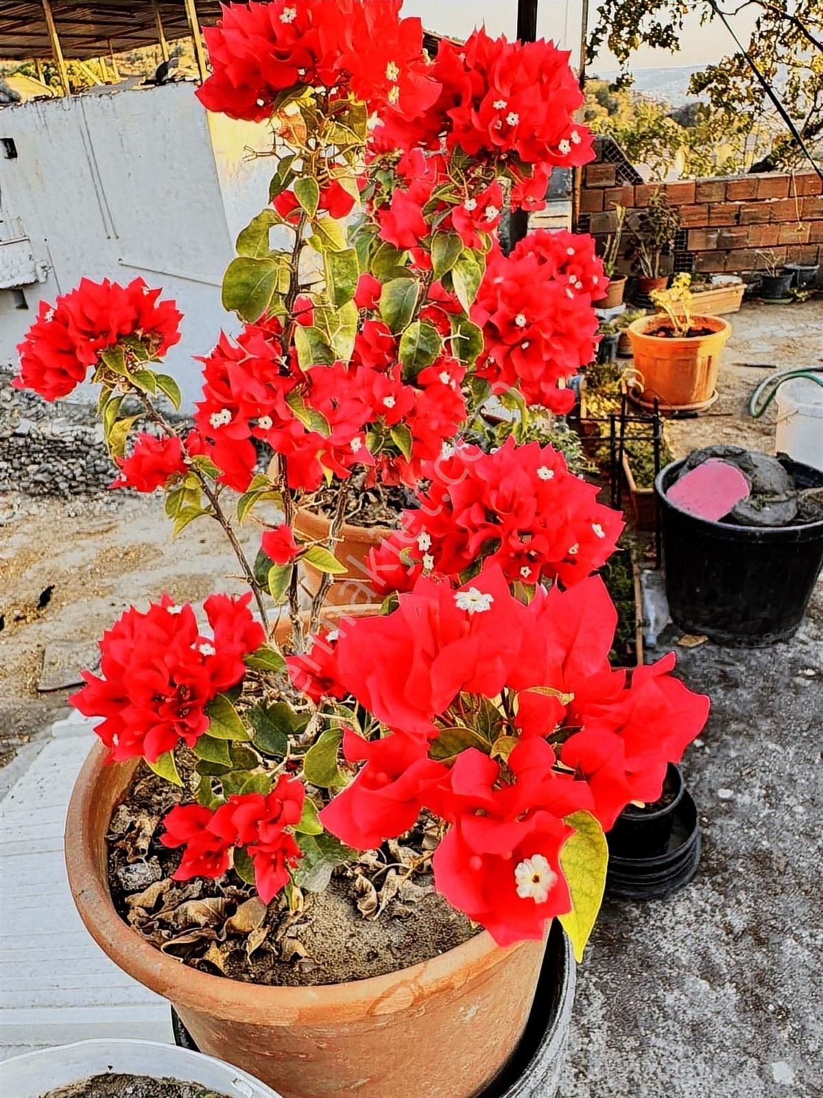 Muğla Milas Kırcağız Da Satılık Köy Evi Gökhan Alkaya Emlaktan - Görsel 34