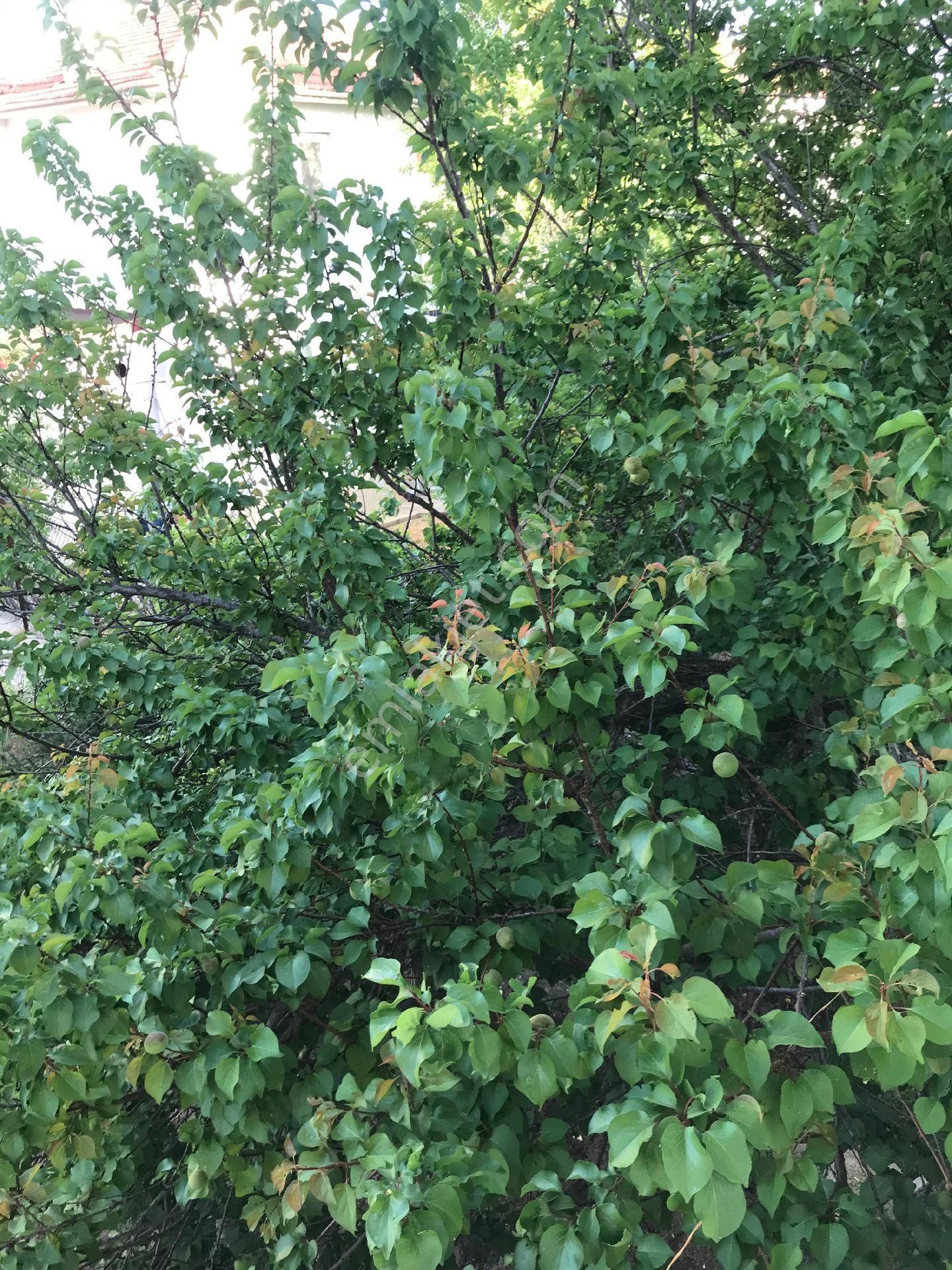 Muğla Ula Köprübaşı Mah Satılık Dubleks Daire - Görsel 24