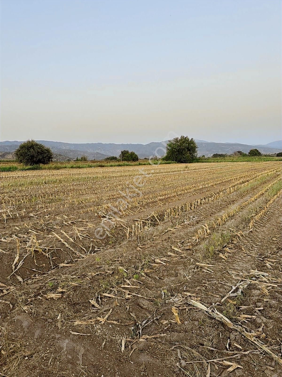 Milas Kafacada Mahalleye Yürüme Mesafesinde Fırsat Arazi - Görsel 5