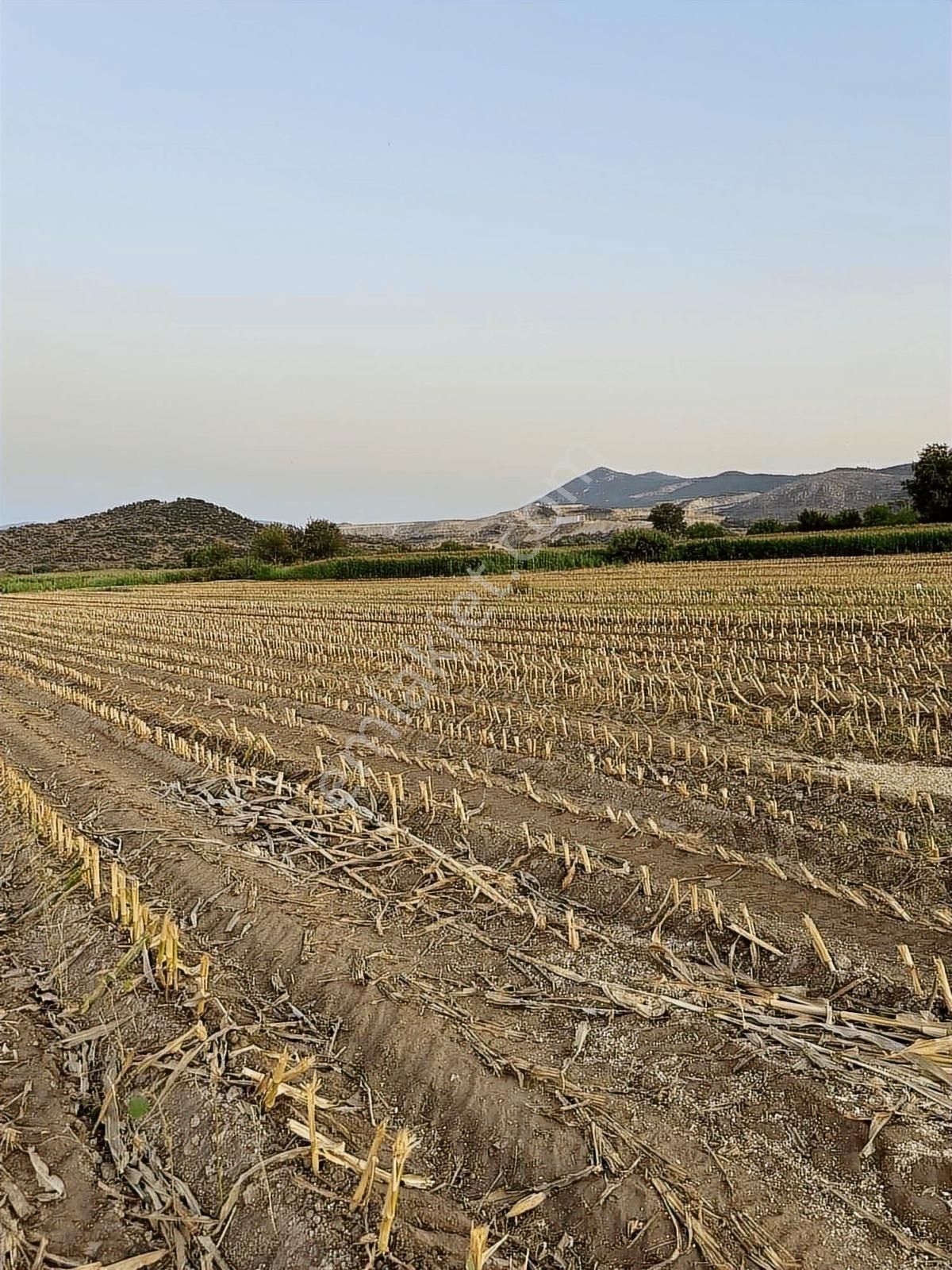 Milas Kafacada Mahalleye Yürüme Mesafesinde Fırsat Arazi - Görsel 7