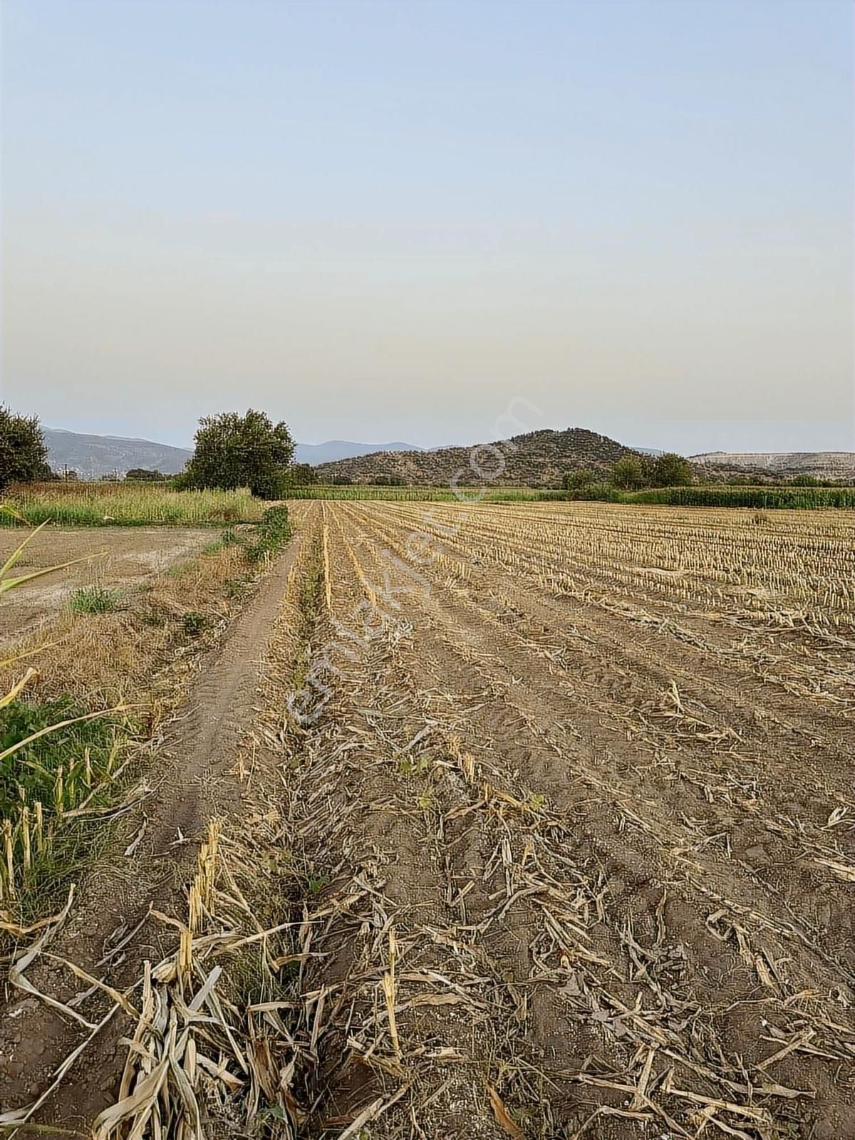 Milas Kafacada Mahalleye Yürüme Mesafesinde Fırsat Arazi - Görsel 6