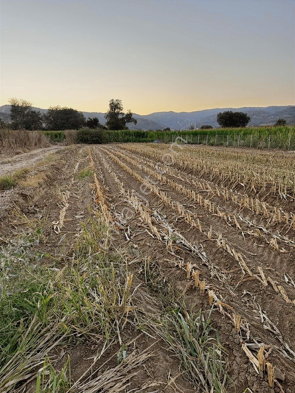 Milas Kafacada Mahalleye Yürüme Mesafesinde Fırsat Arazi - Görsel 11