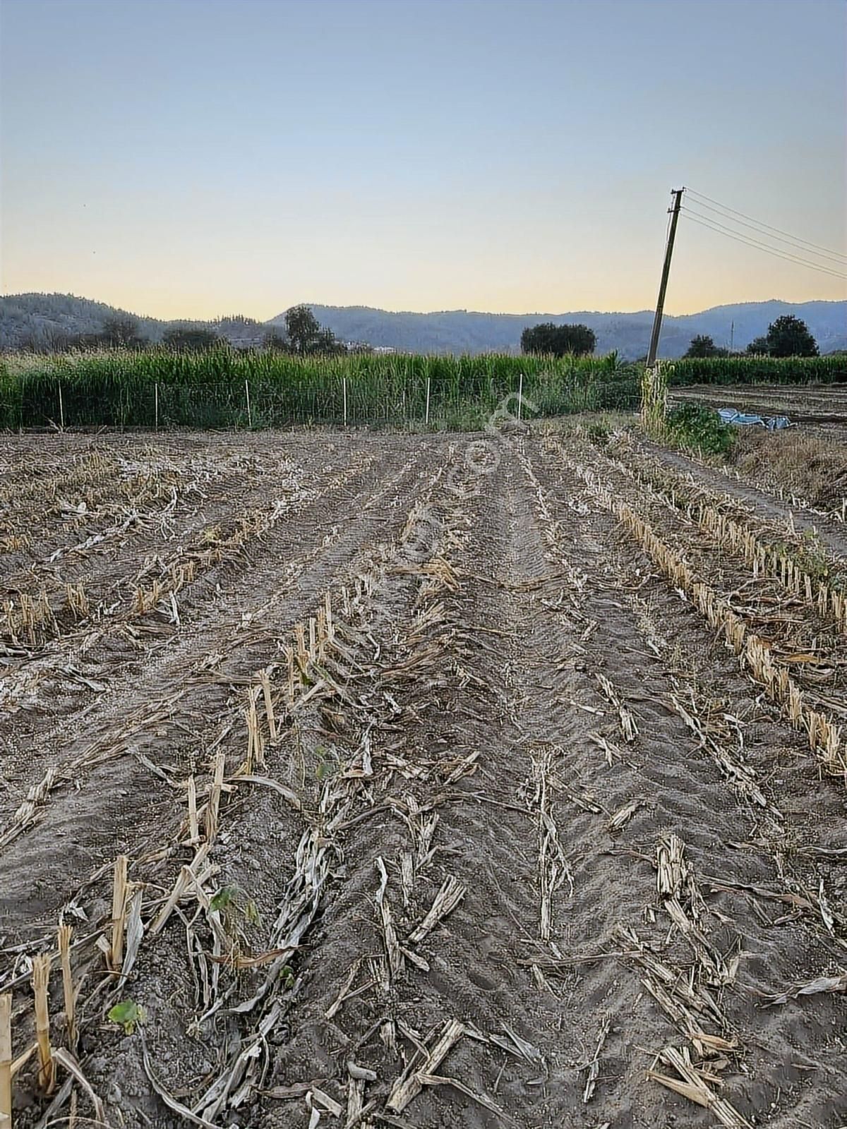 Milas Kafacada Mahalleye Yürüme Mesafesinde Fırsat Arazi - Görsel 2