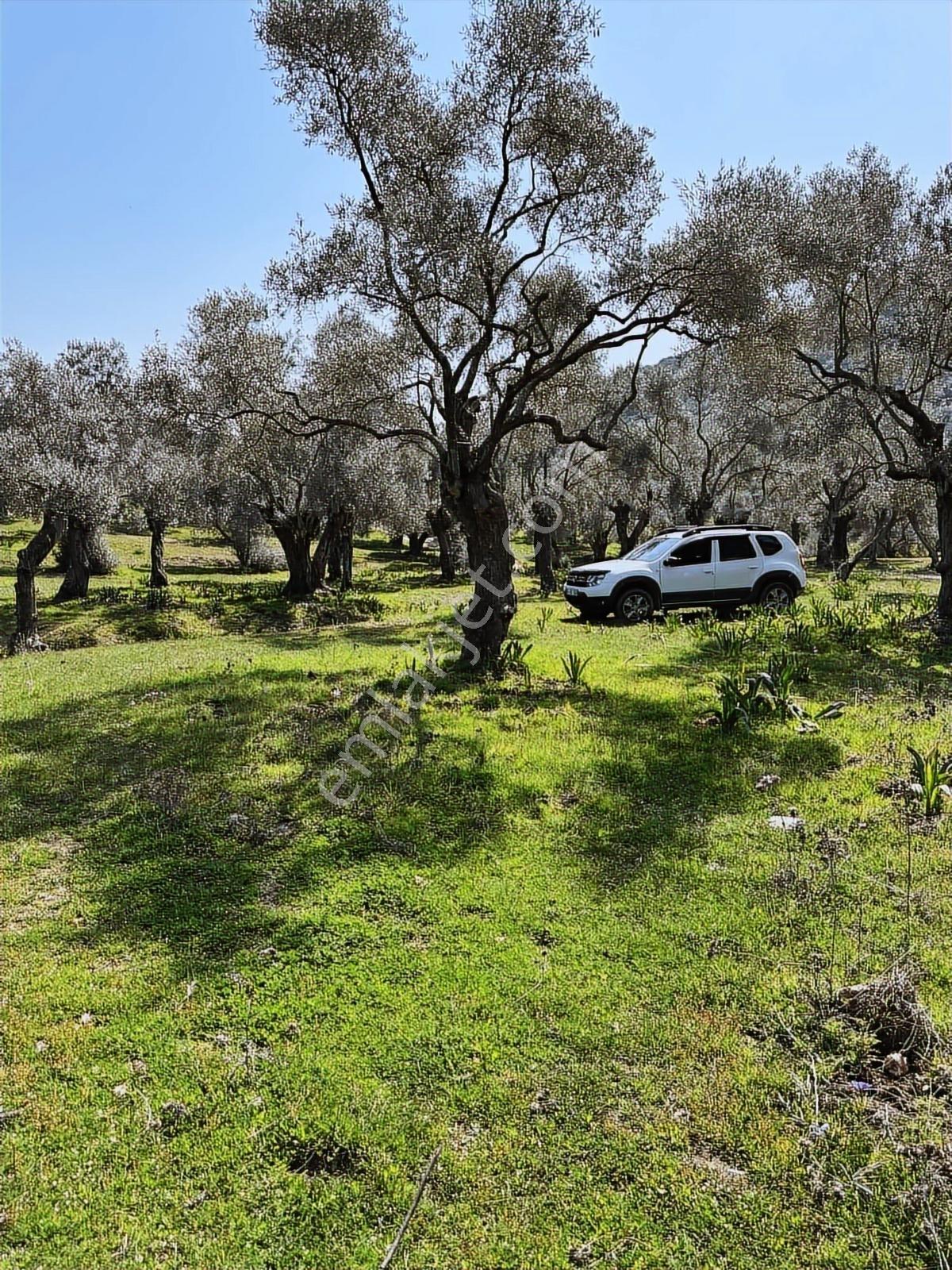 Akbaşlar'dan Milas Kafaca'da 10.000 M2 Otomobille Erişim İmkanlı - Görsel 2