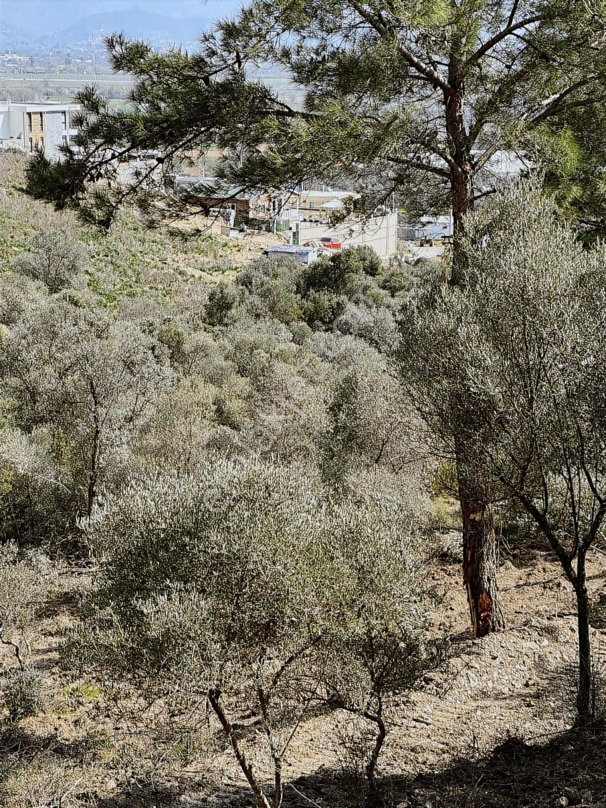 Akbaşlar'dan Milas Kafaca'da 10.000 M2 Otomobille Erişim İmkanlı - Görsel 27