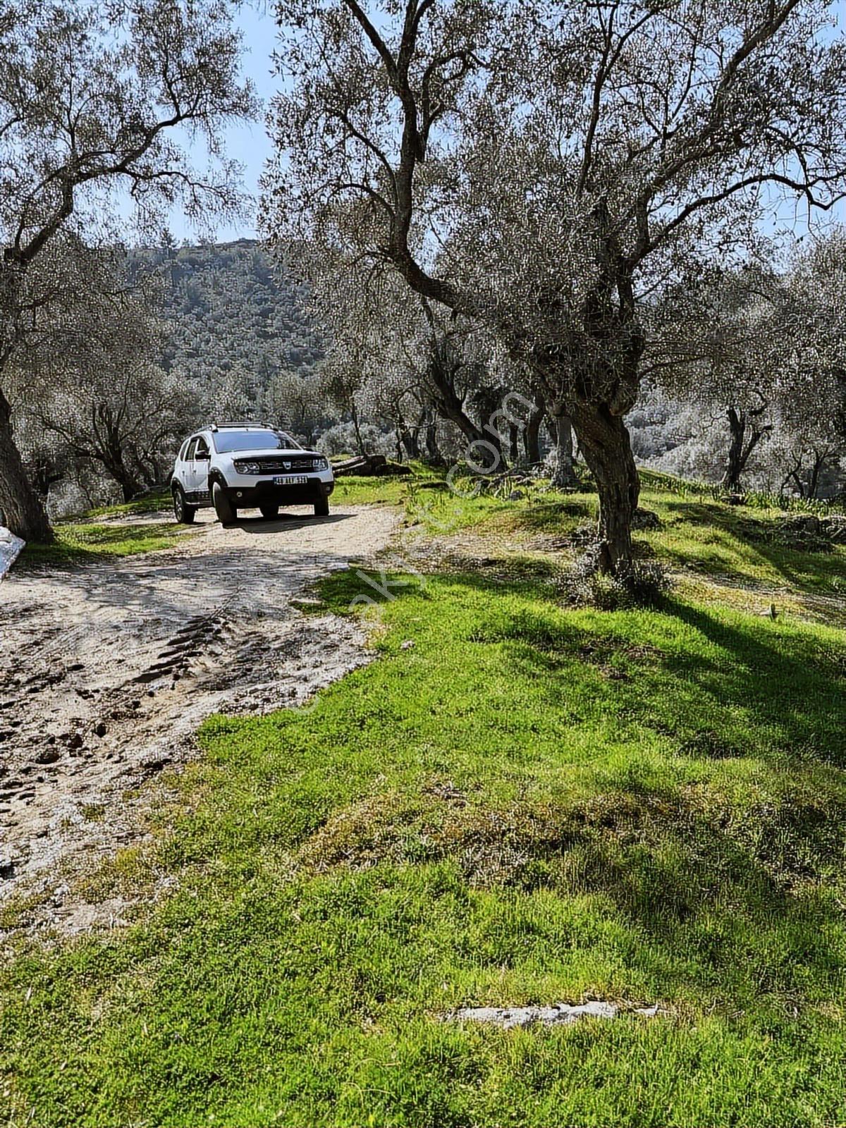 Akbaşlar'dan Milas Kafaca'da 10.000 M2 Otomobille Erişim İmkanlı - Görsel 24