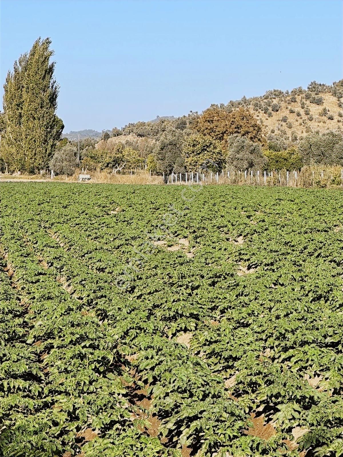 Akbaşlar'dan Milas Selimiye'de Merkeze 2 Dk Mesafede Arazi - Görsel 13