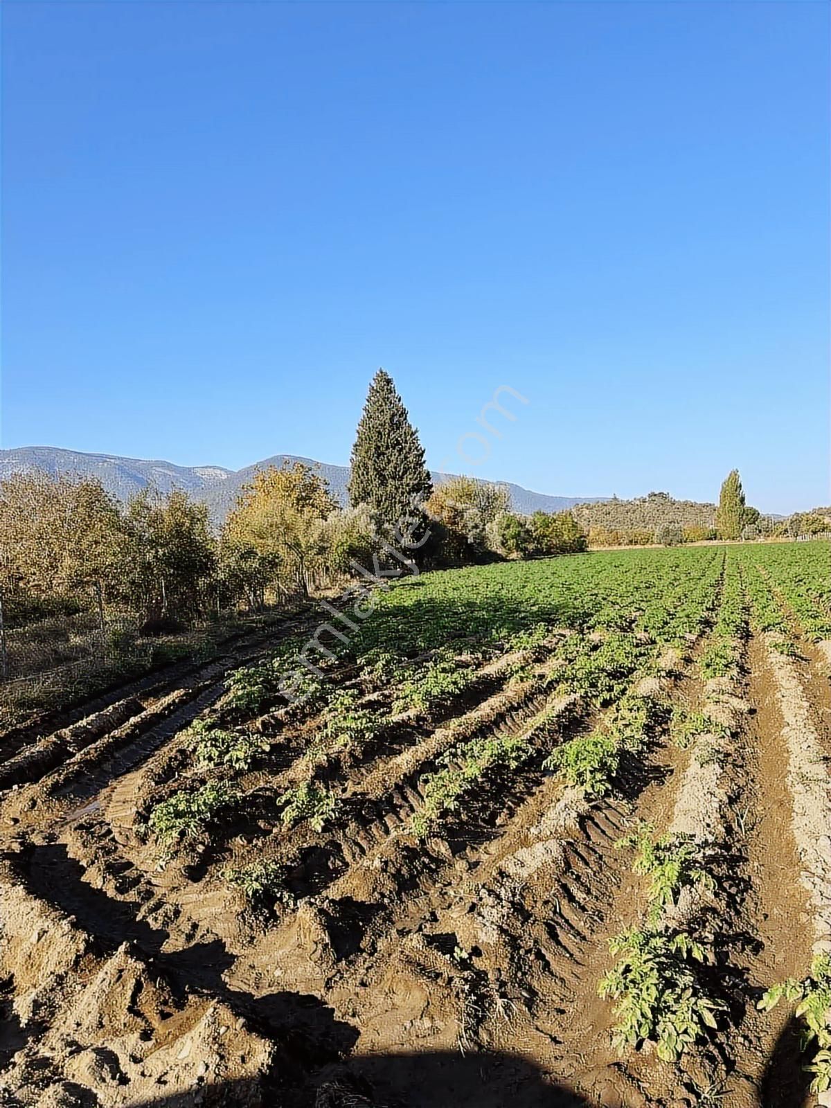 Akbaşlar'dan Milas Selimiye'de Merkeze 2 Dk Mesafede Arazi - Görsel 10