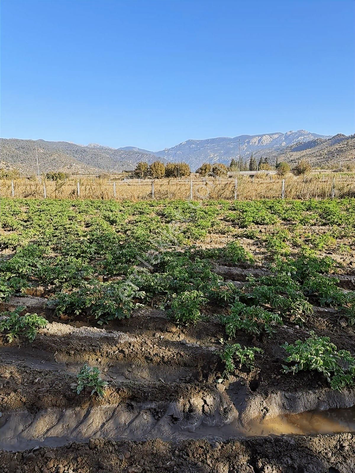 Akbaşlar'dan Milas Selimiye'de Merkeze 2 Dk Mesafede Arazi - Görsel 12