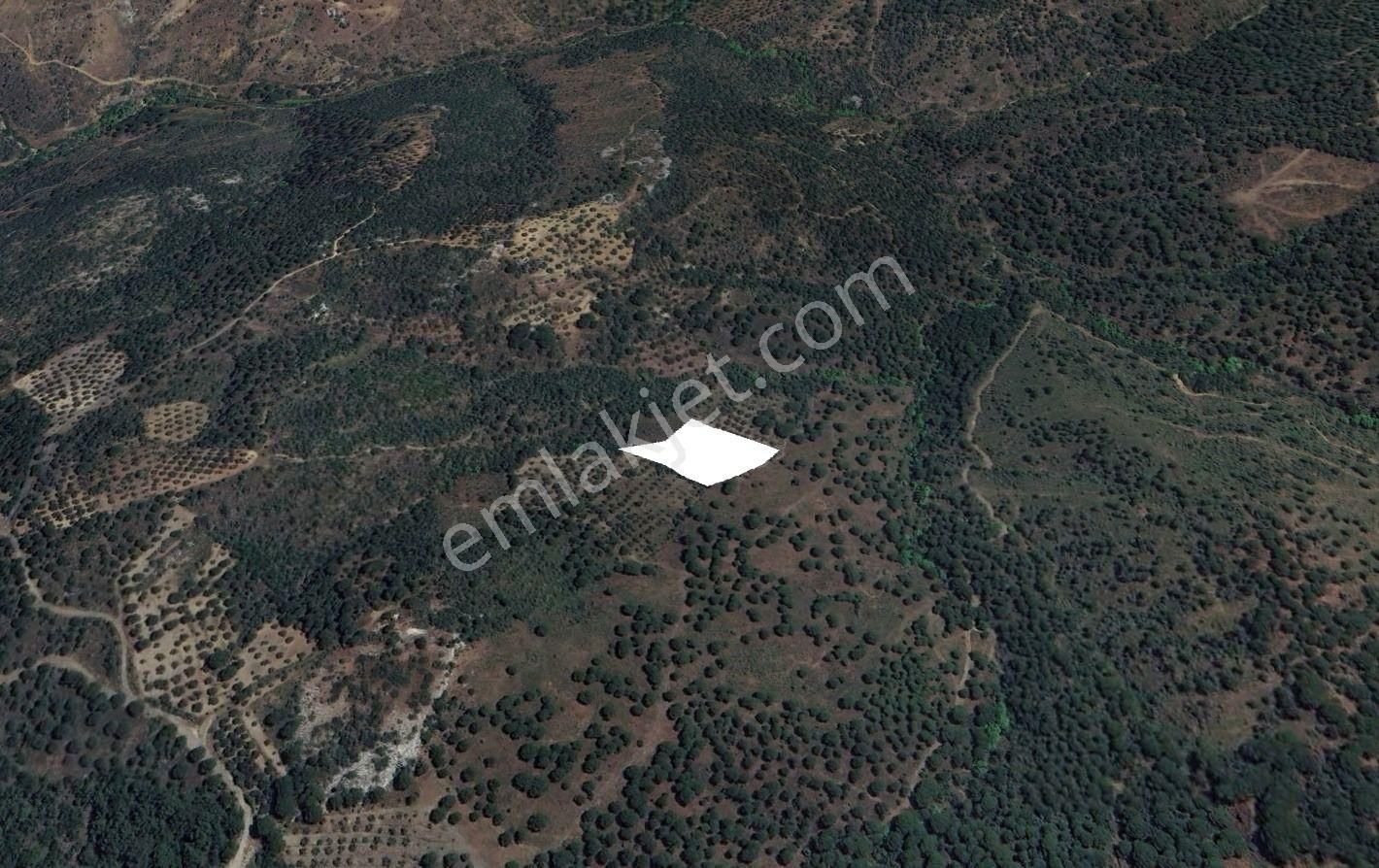 Golden Globy, Burhaniye Hacıbozlar'da Satılık 4.120 M2 Zeytinlik - Görsel 4