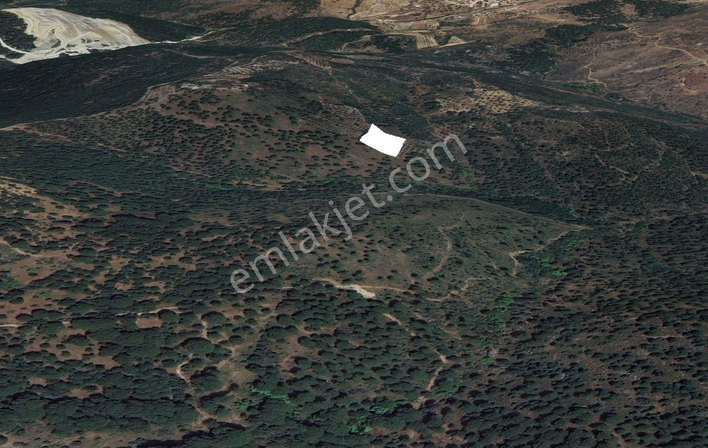 Golden Globy, Burhaniye Hacıbozlar'da Satılık 4.120 M2 Zeytinlik - Görsel 8