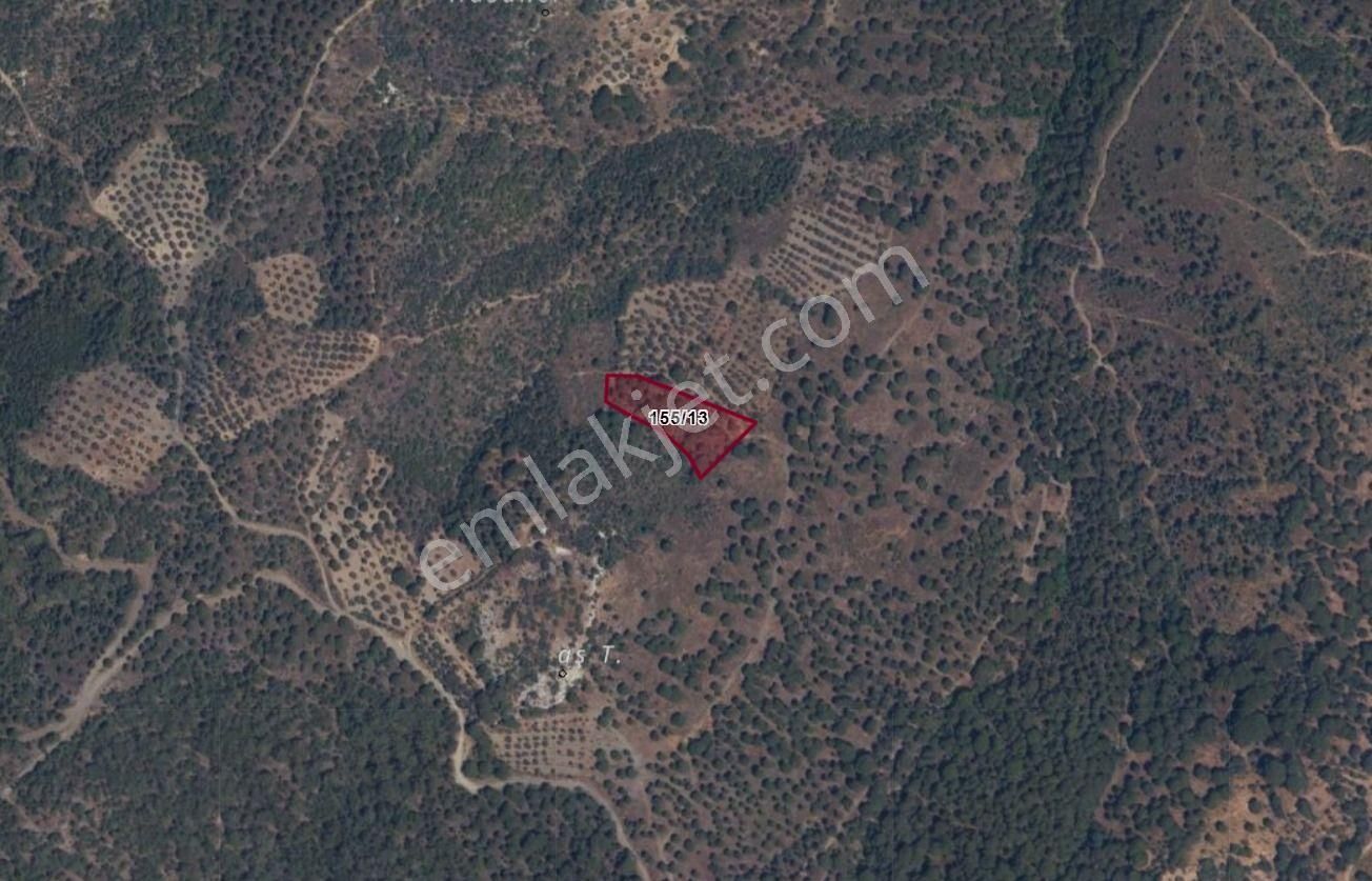 Golden Globy, Burhaniye Hacıbozlar'da Satılık 3 Dönüm Zeytinlik - Görsel 2