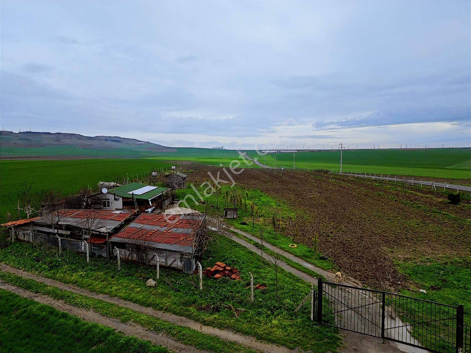Çorlu Yenice Köynde Asfalta Cephe Satılık Ceviz Ve Meyve Bahçesi - Görsel 6