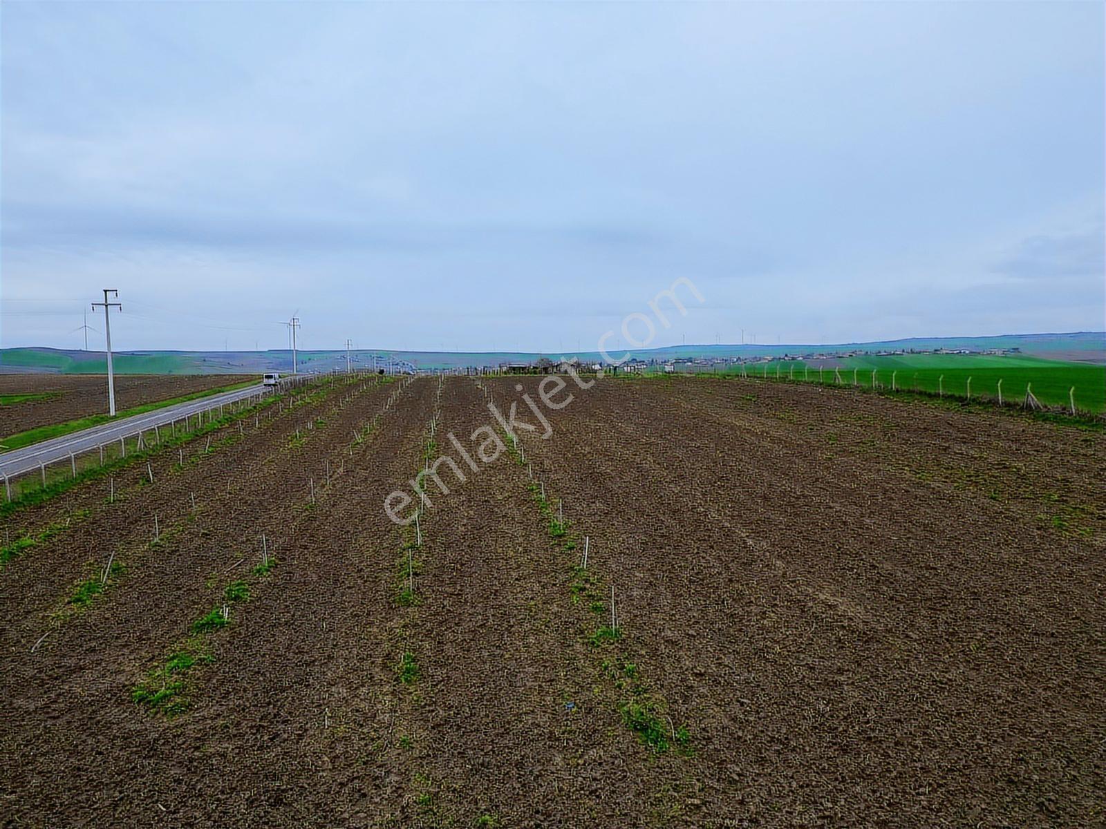 Çorlu Yenice Köynde Asfalta Cephe Satılık Ceviz Ve Meyve Bahçesi - Görsel 4