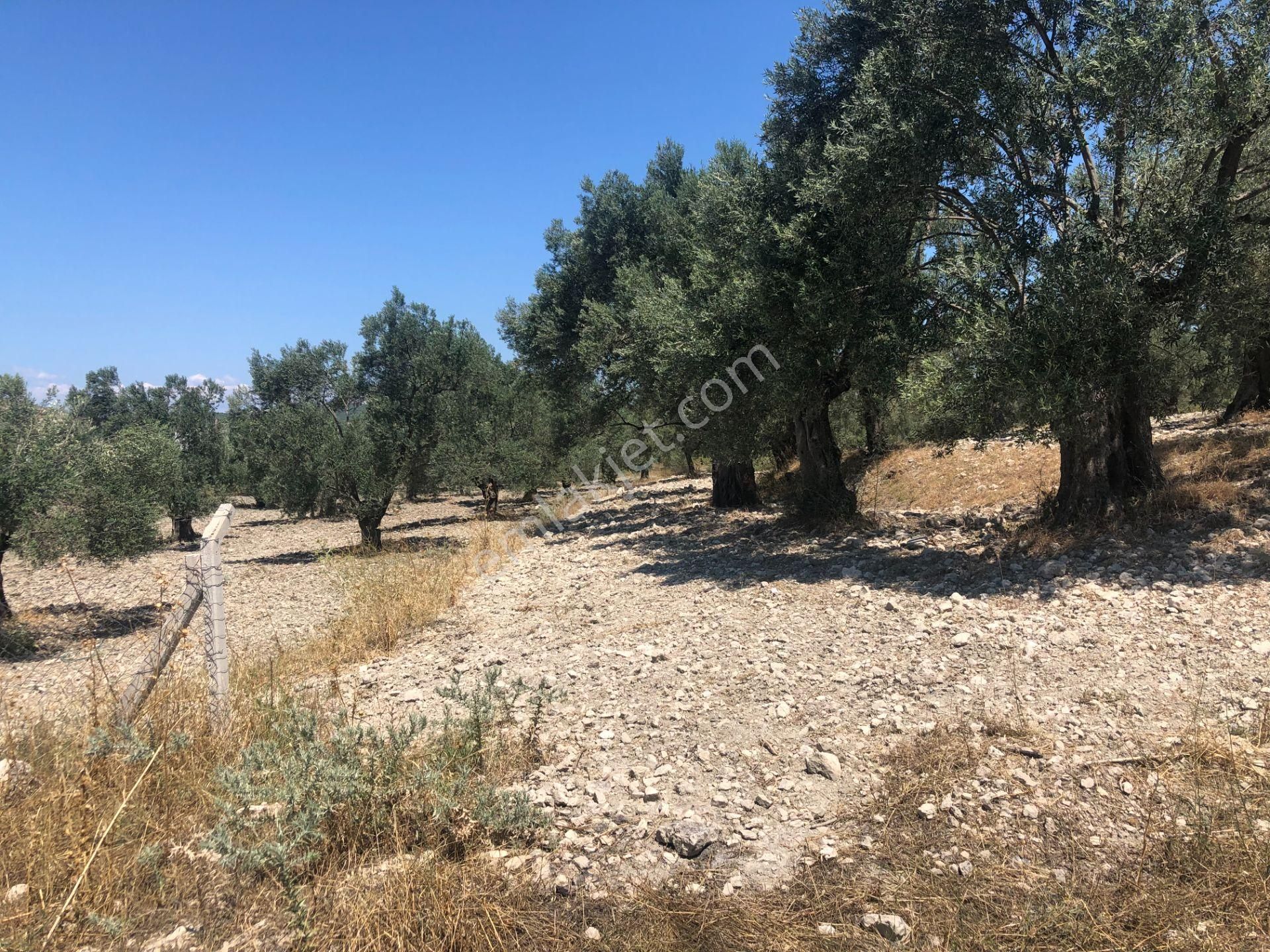 Balıkesir Ayvalık Ta Satılık 51,500 Metre Kare Zeytinlik - Görsel 8