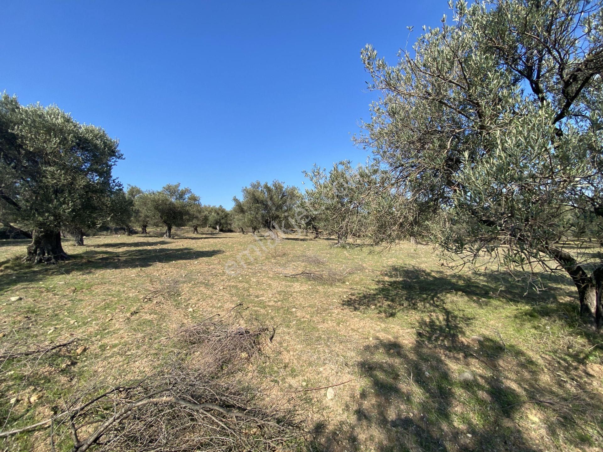 Balıkesir Ayvalık Ta Satılık 51,500 Metre Kare Zeytinlik - Görsel 5