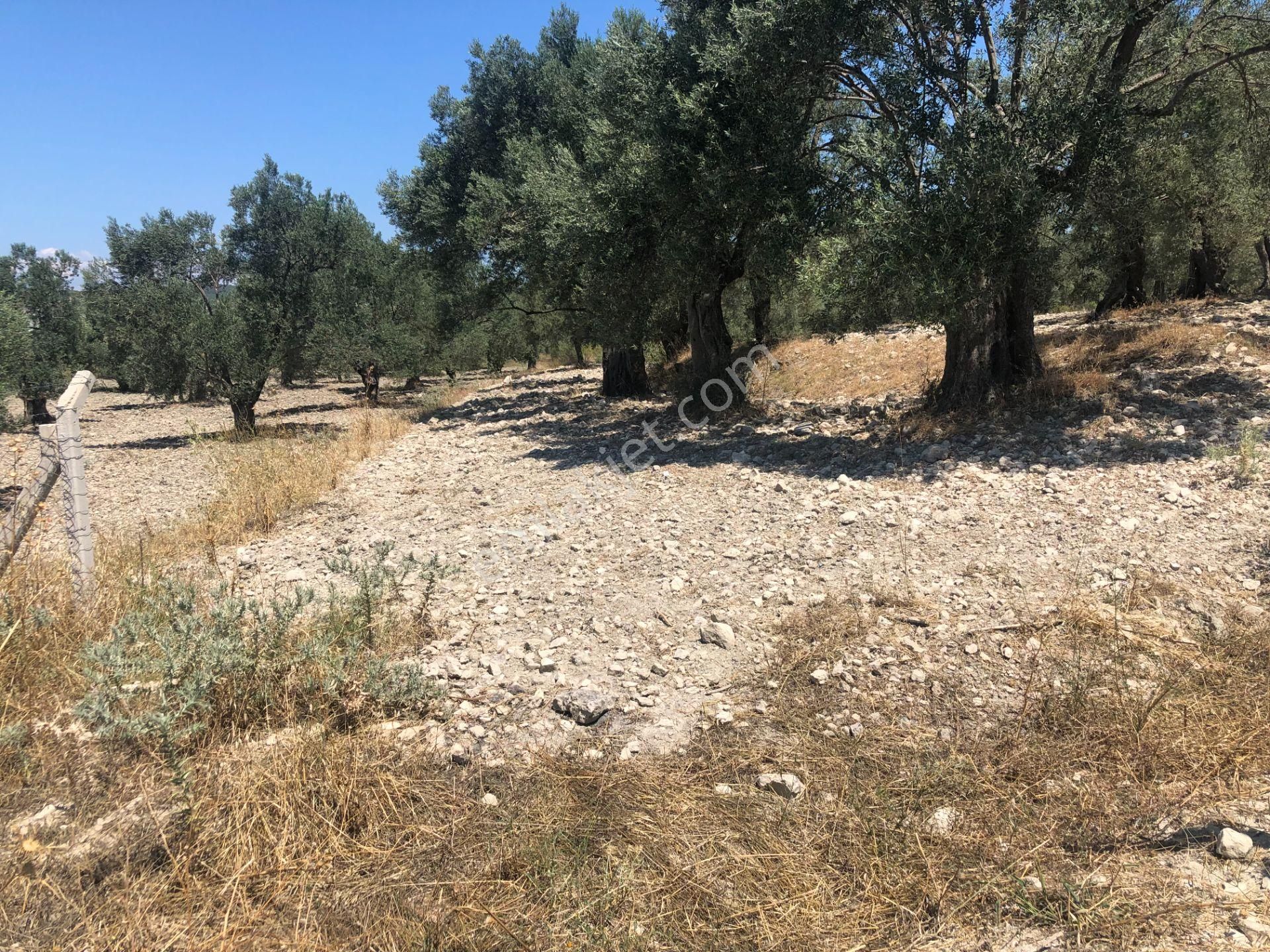 Balıkesir Ayvalık Ta Satılık 51,500 Metre Kare Zeytinlik - Görsel 4