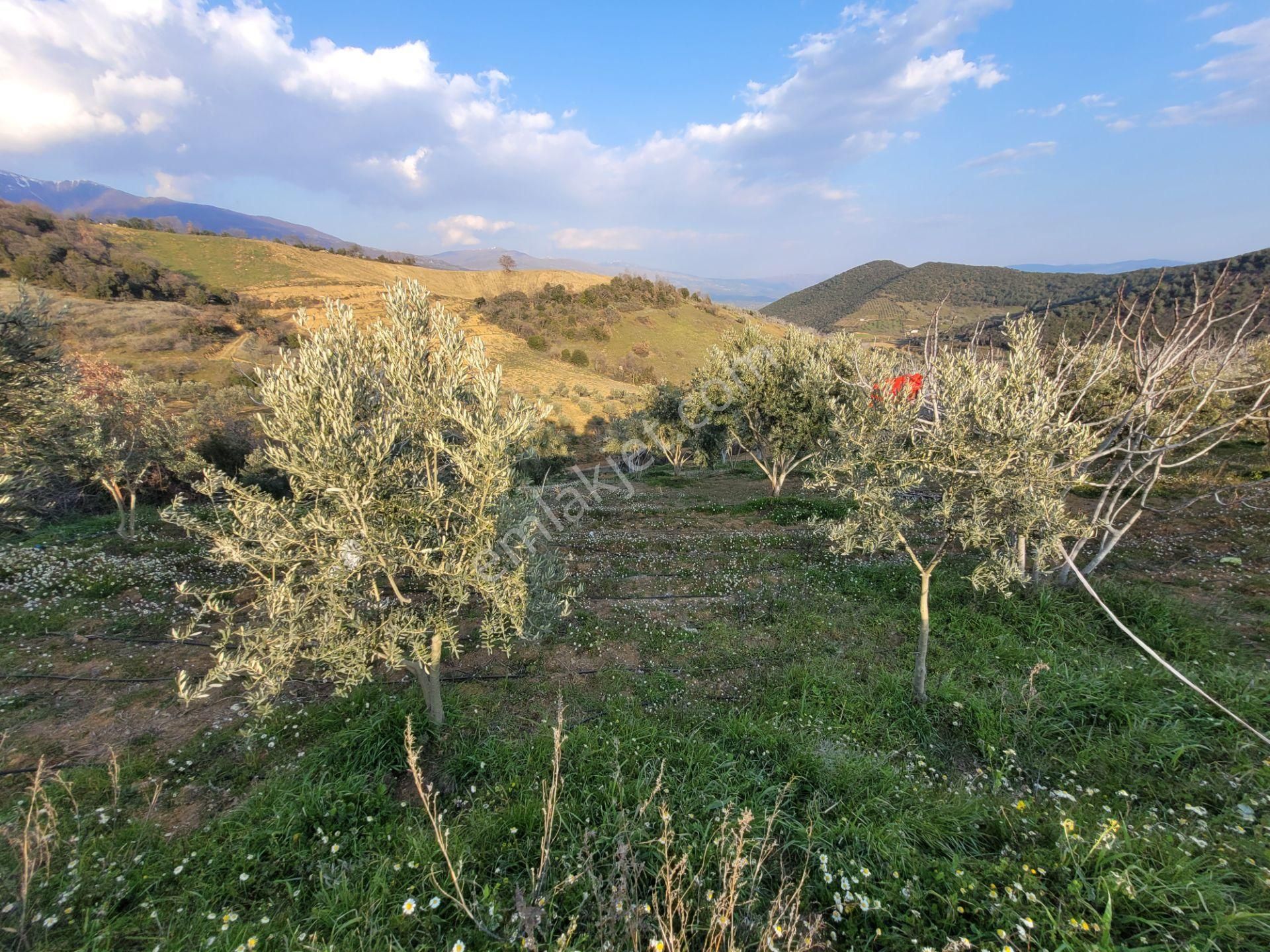 Meta'dan Yola Cephe 5037 M² Zeytin- İncir Bahçesi - Görsel 7