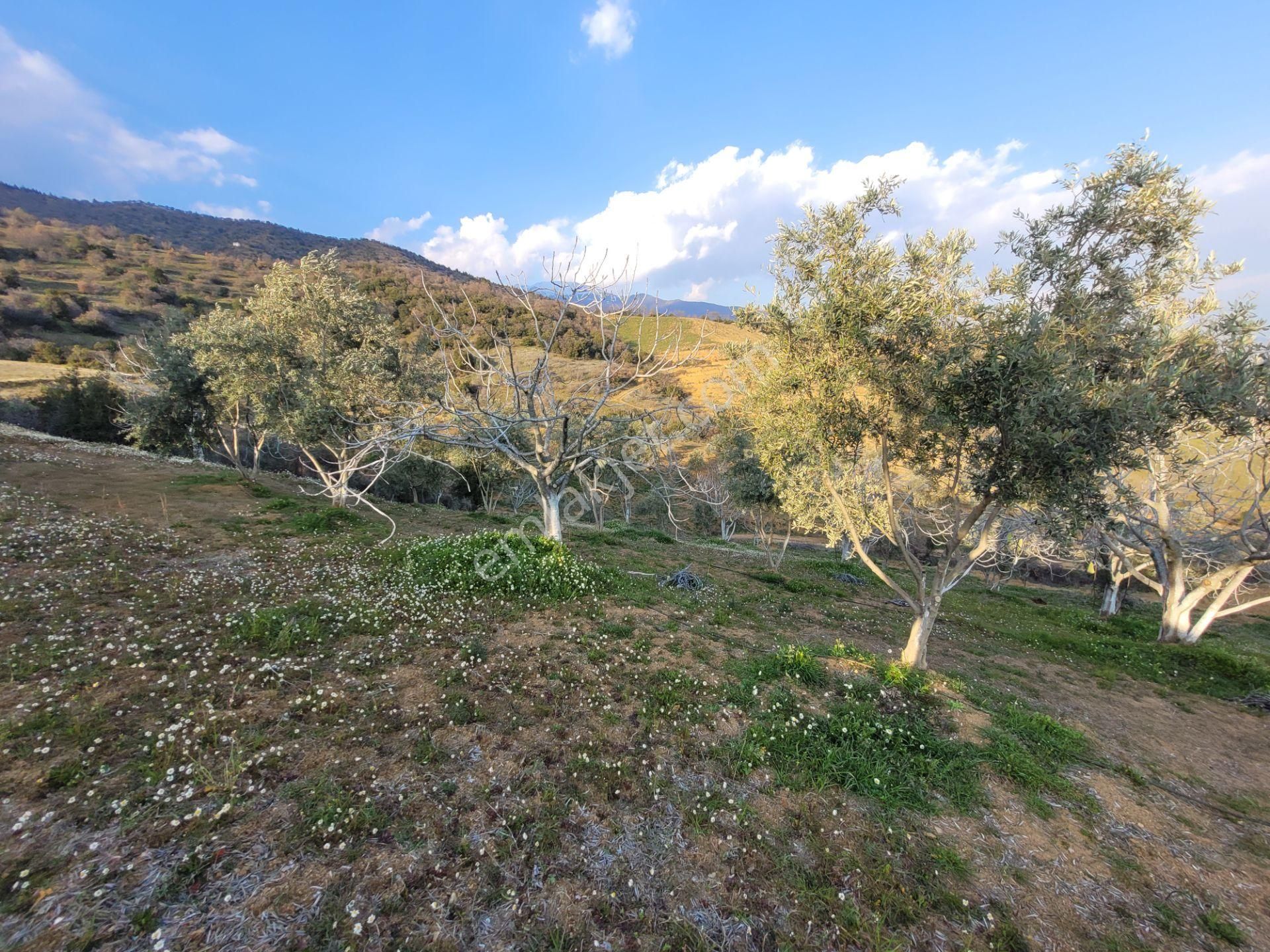 Meta'dan Yola Cephe 5037 M² Zeytin- İncir Bahçesi - Görsel 5