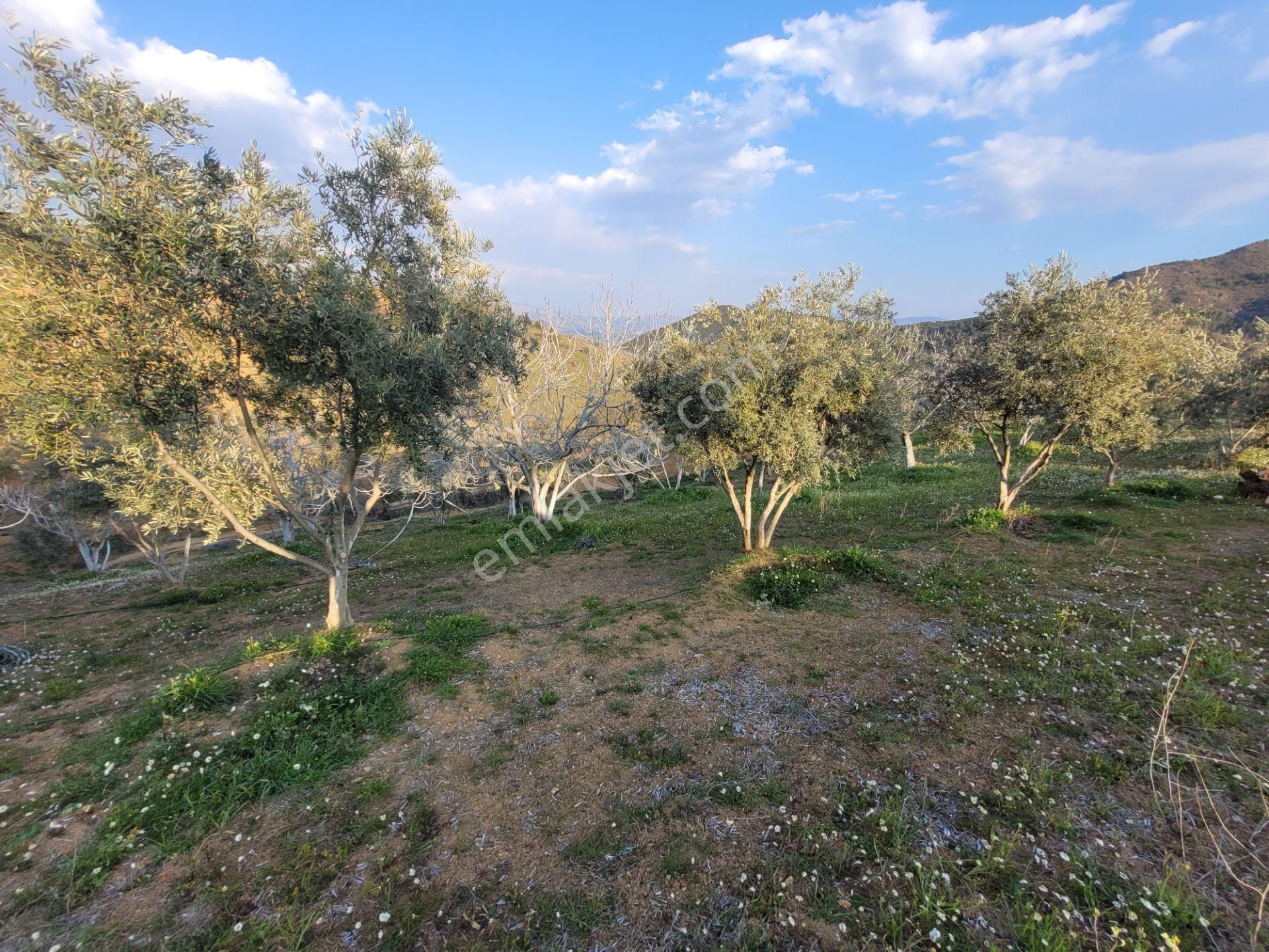 Meta'dan Yola Cephe 5037 M² Zeytin- İncir Bahçesi - Görsel 8
