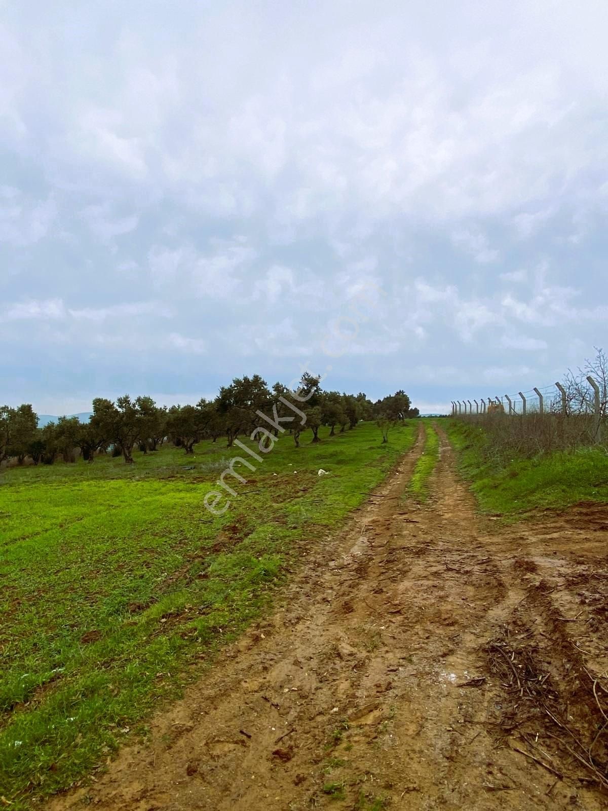 Bandırma Yeni Ziraatli Köyü 930 M2 Tek Tapu Satılık Tarla - Görsel 7