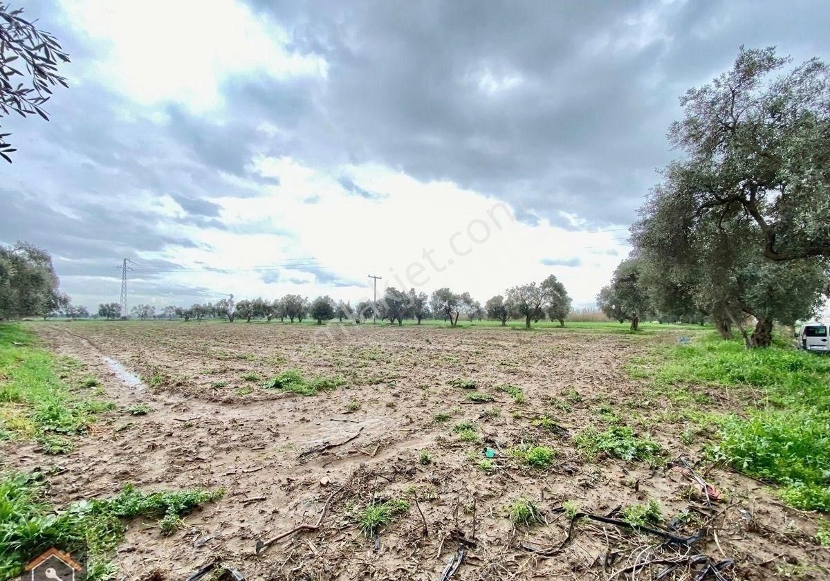 Günay Emlak'tan Bayındır Canlı Karaveliler Mahallesi 9.850 M2 Satılık Zeytin Ağaçlı Bahçe - Görsel 14