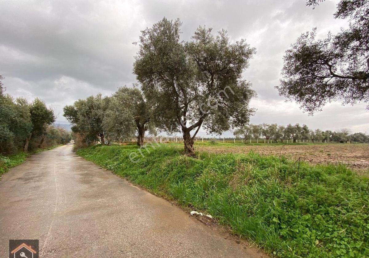 Günay Emlak'tan Bayındır Canlı Karaveliler Mahallesi 9.850 M2 Satılık Zeytin Ağaçlı Bahçe - Görsel 11