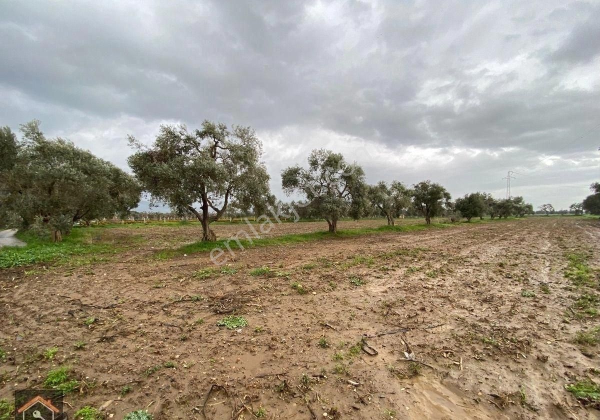 Günay Emlak'tan Bayındır Canlı Karaveliler Mahallesi 9.850 M2 Satılık Zeytin Ağaçlı Bahçe - Görsel 8