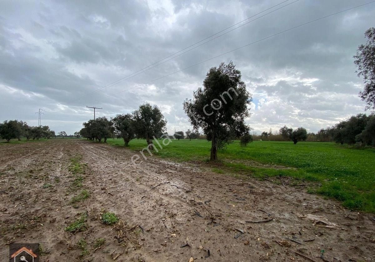 Günay Emlak'tan Bayındır Canlı Karaveliler Mahallesi 9.850 M2 Satılık Zeytin Ağaçlı Bahçe - Görsel 4