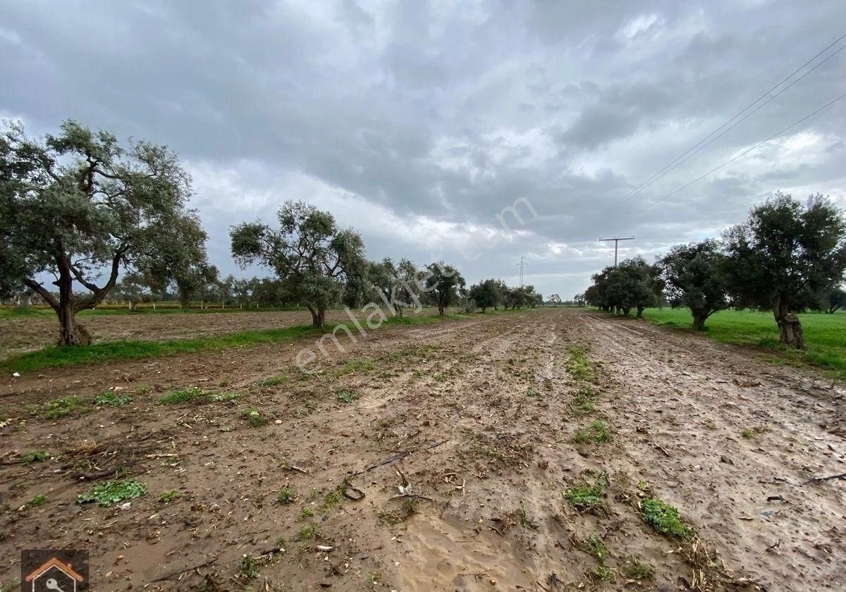 Günay Emlak'tan Bayındır Canlı Karaveliler Mahallesi 9.850 M2 Satılık Zeytin Ağaçlı Bahçe - Görsel 16