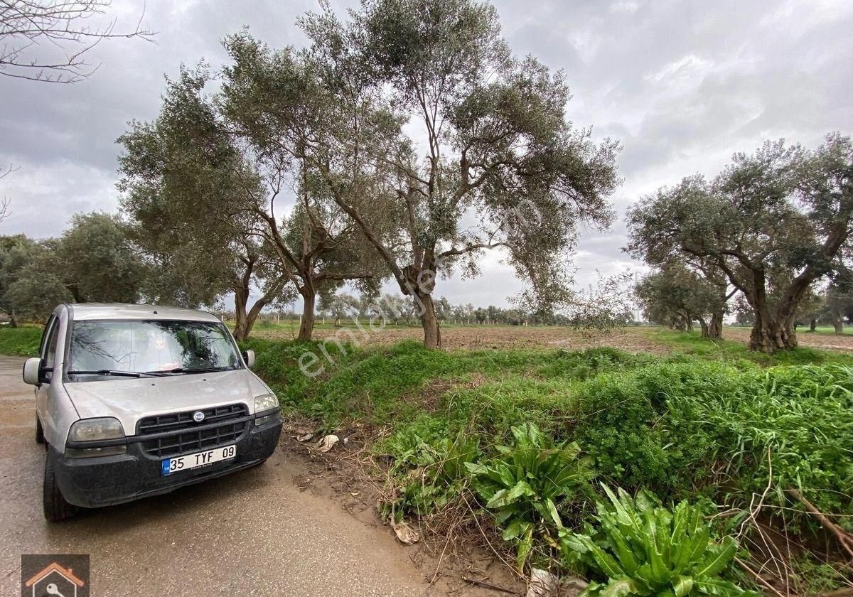 Günay Emlak'tan Bayındır Canlı Karaveliler Mahallesi 9.850 M2 Satılık Zeytin Ağaçlı Bahçe - Görsel 13