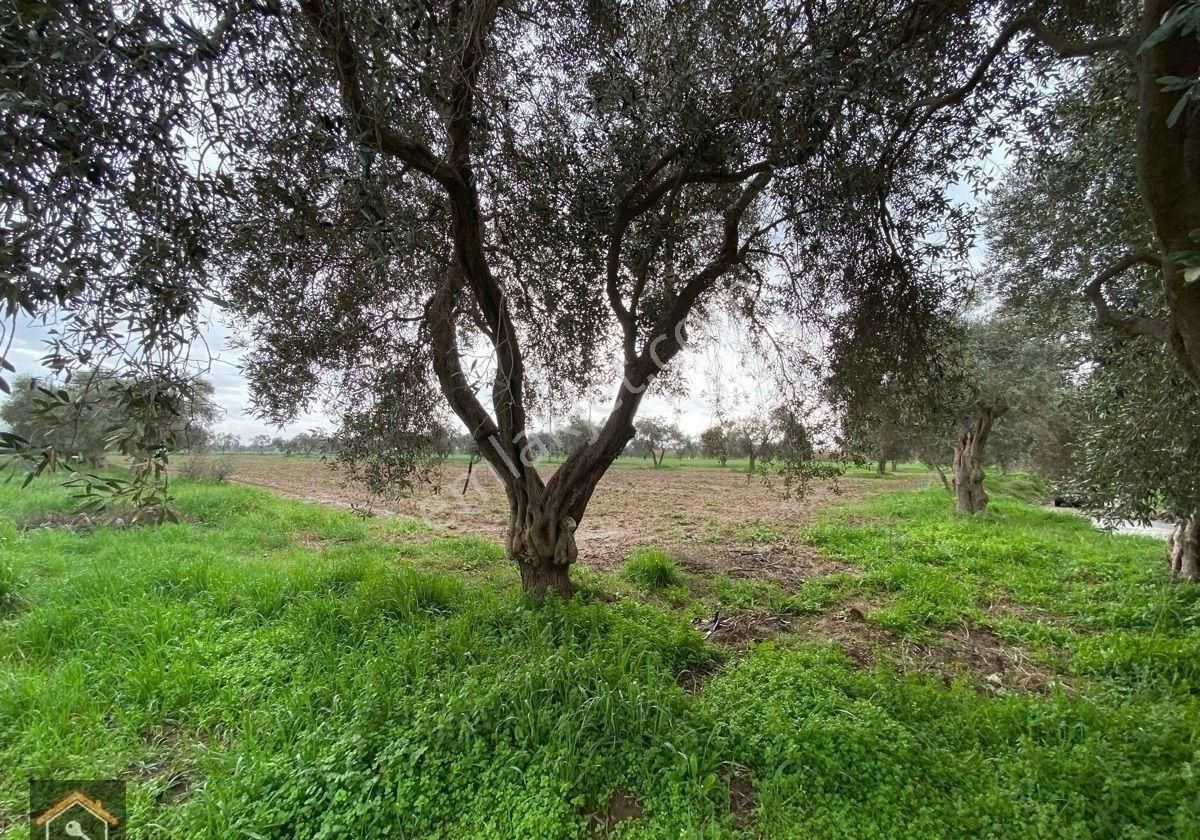 Günay Emlak'tan Bayındır Canlı Karaveliler Mahallesi 9.850 M2 Satılık Zeytin Ağaçlı Bahçe - Görsel 3