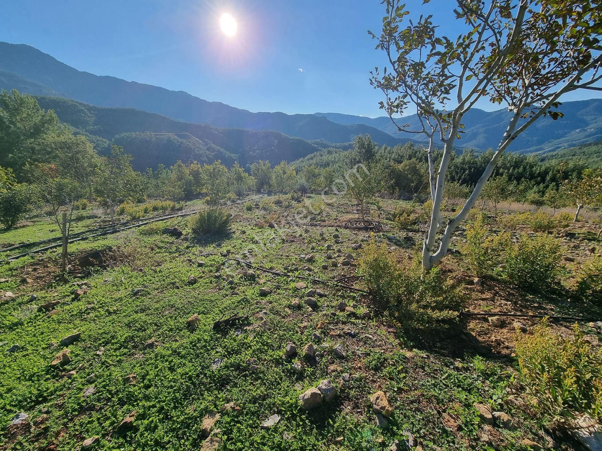 Gazipaşa Yeşilyurt Mahallesinde Satılık Kurulu Düzen Bahçe - Görsel 10