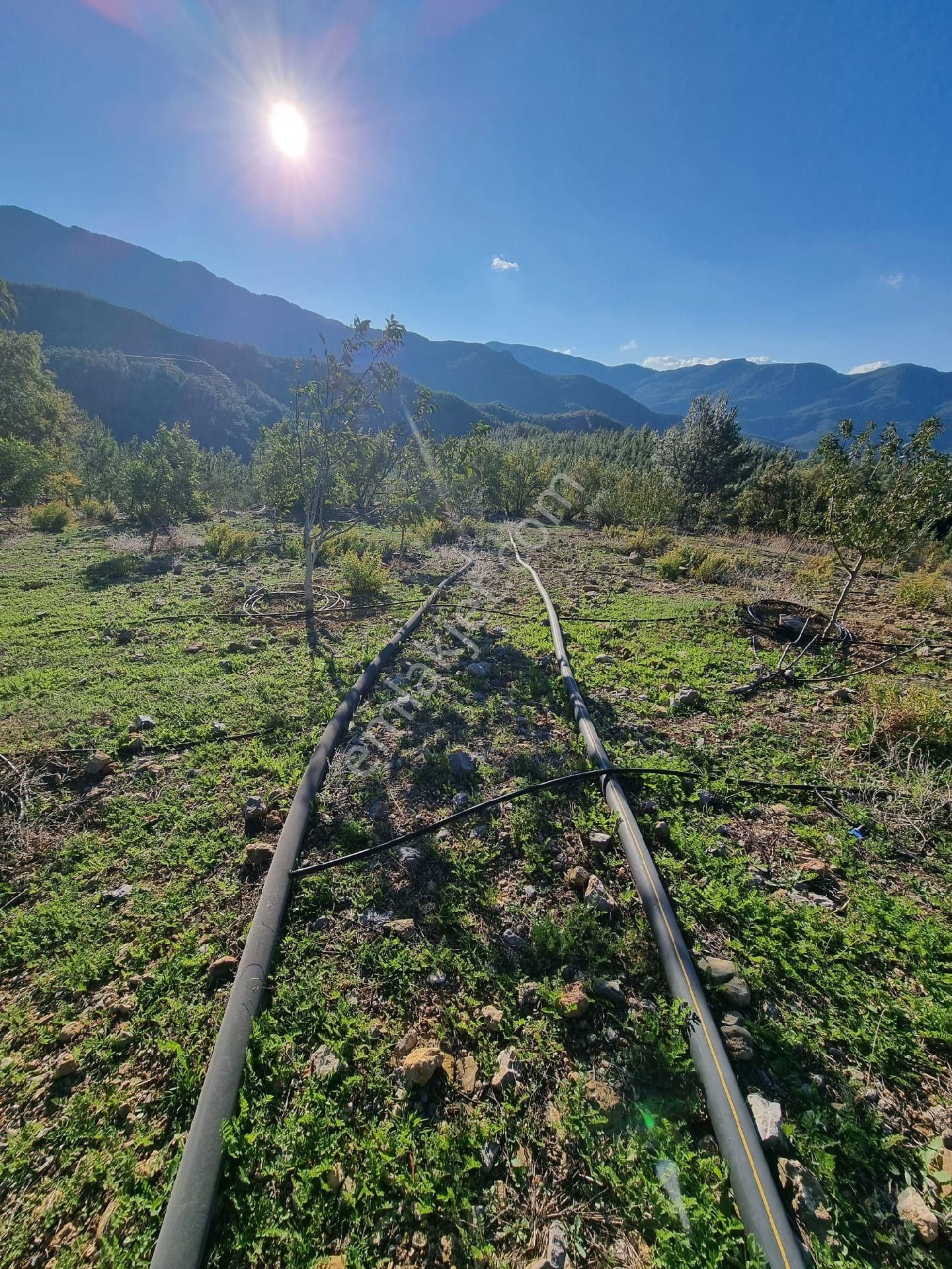 Gazipaşa Yeşilyurt Mahallesinde Satılık Kurulu Düzen Bahçe - Görsel 2