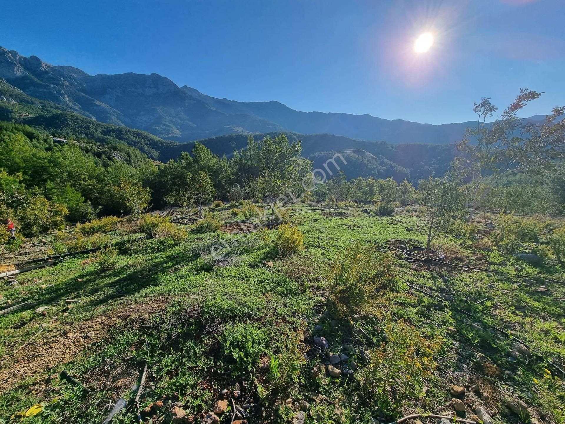 Gazipaşa Yeşilyurt Mahallesinde Satılık Kurulu Düzen Bahçe - Görsel 9