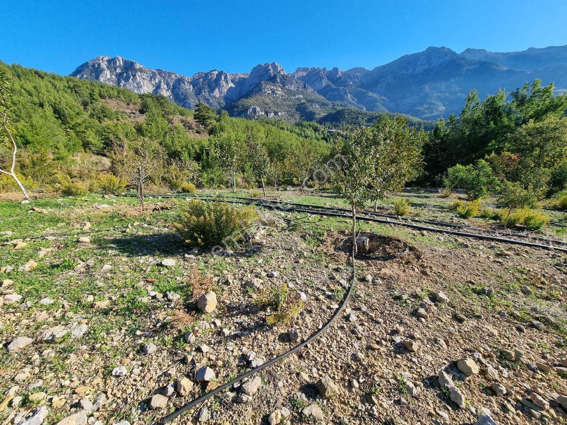 Gazipaşa Yeşilyurt Mahallesinde Satılık Kurulu Düzen Bahçe - Görsel 6