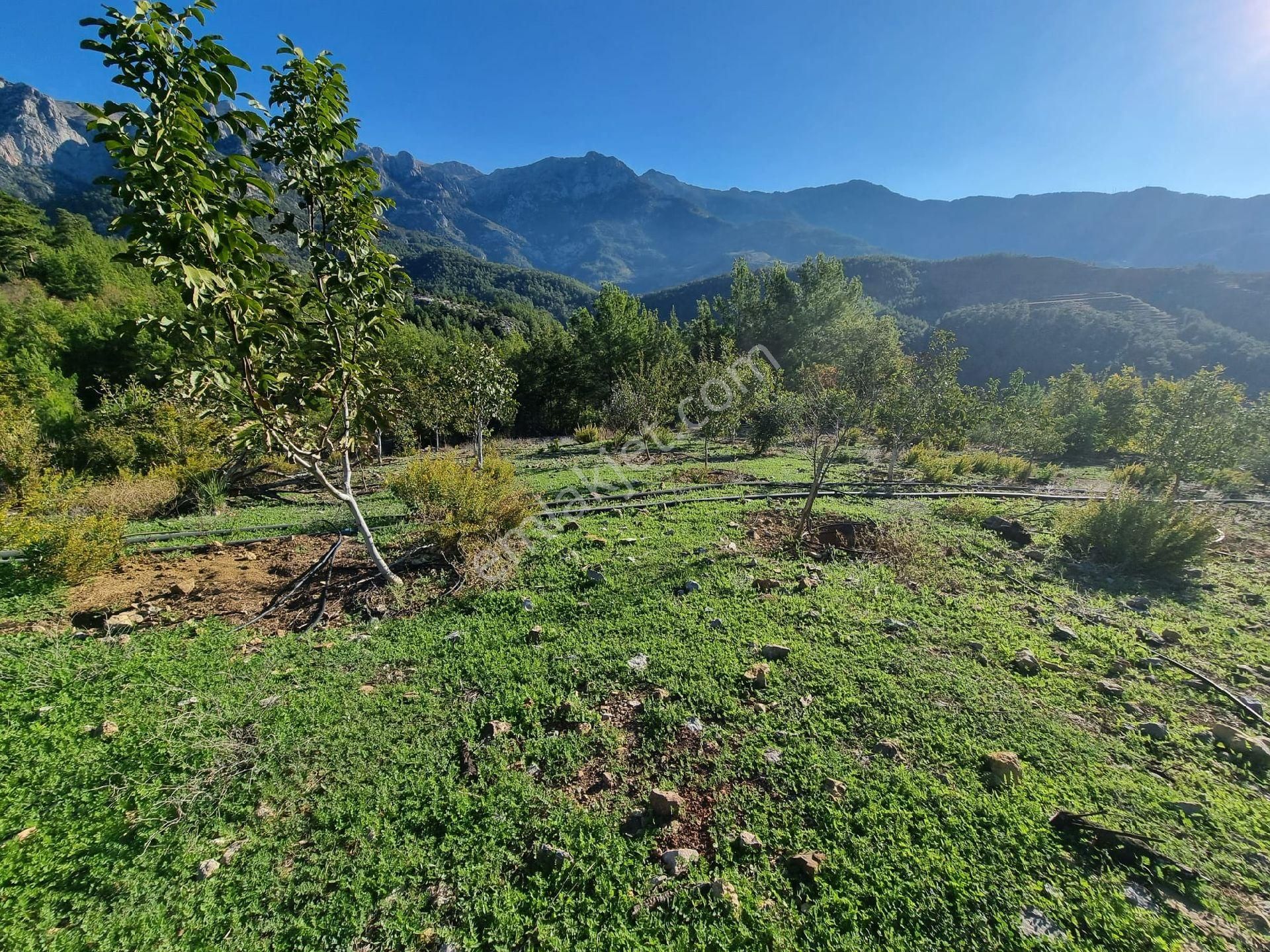 Gazipaşa Yeşilyurt Mahallesinde Satılık Kurulu Düzen Bahçe - Görsel 8