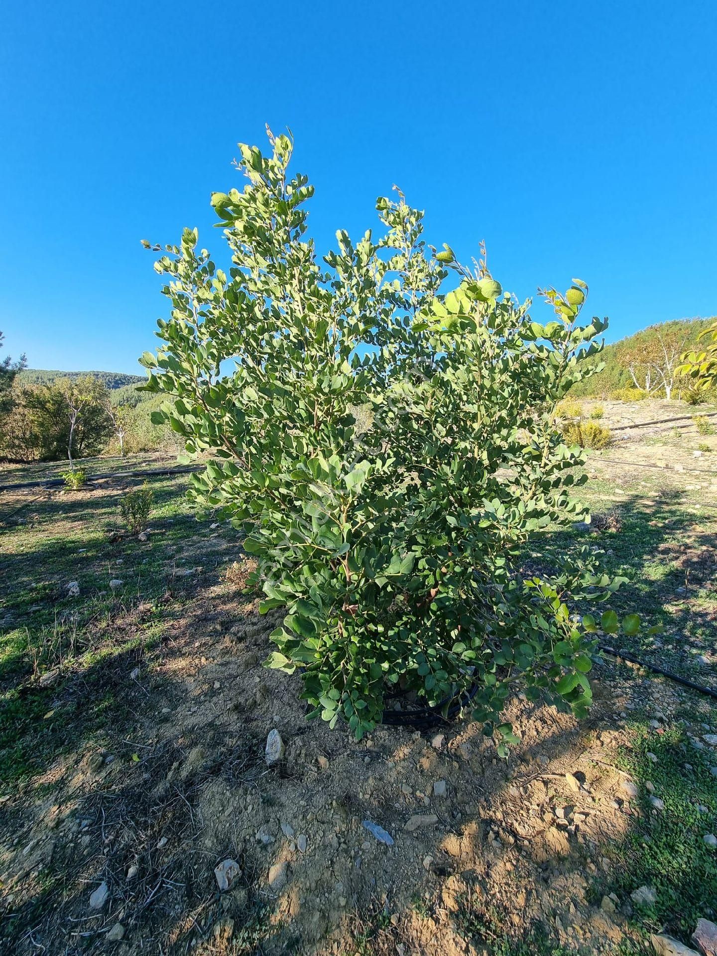 Gazipaşa Yeşilyurt Mahallesinde Satılık Kurulu Düzen Bahçe - Görsel 13