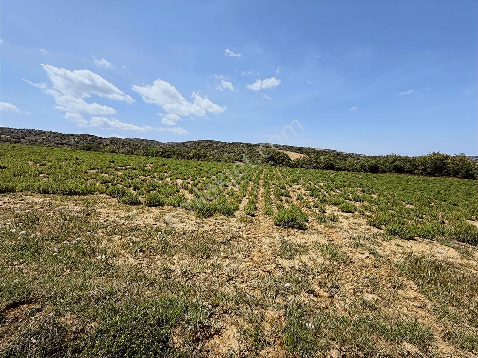 Eşme Karaahmetli'de Satılık Proje Arazisi 12.400 M2 - Görsel 10