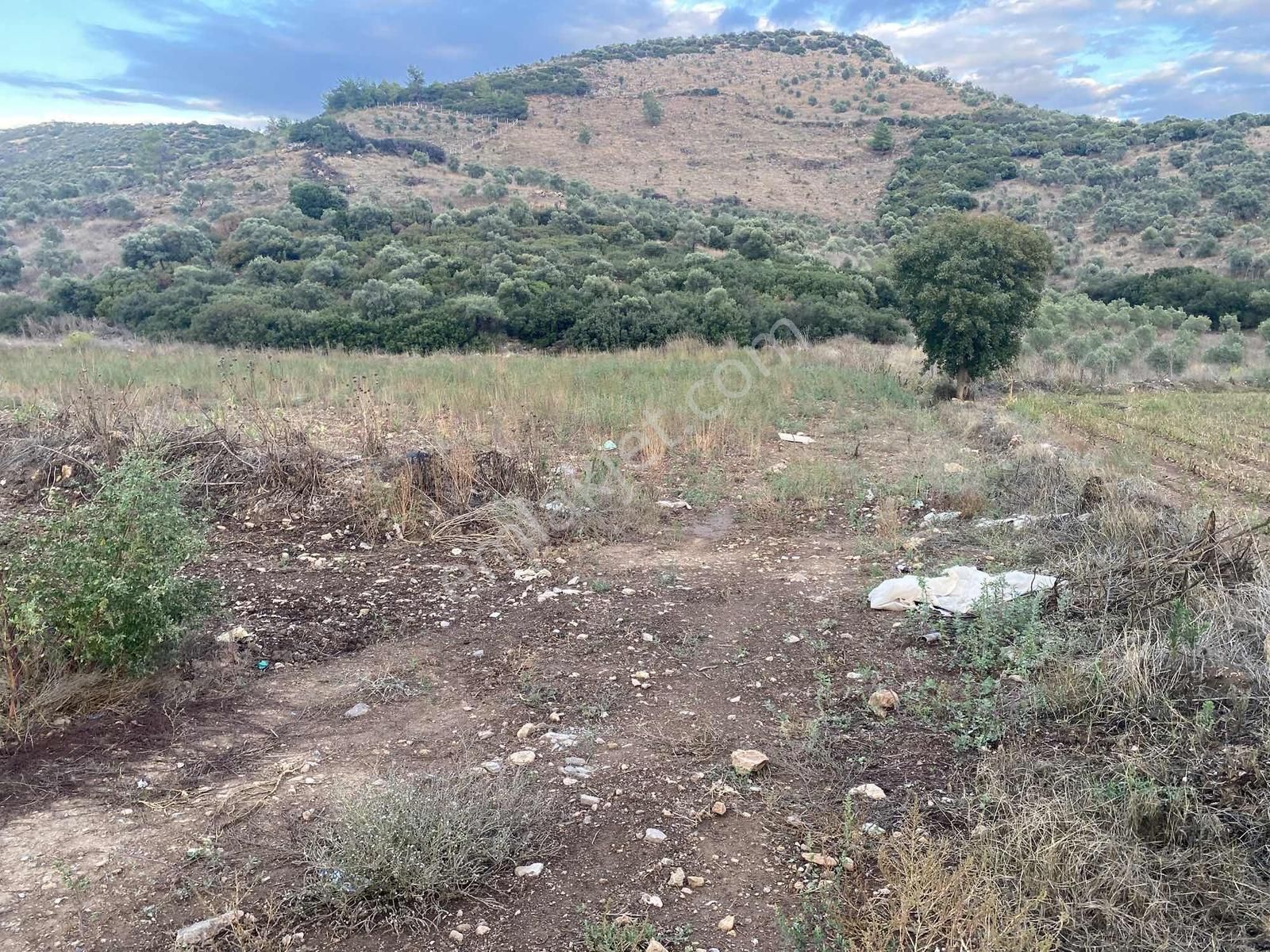 İzmir Tire Akar Emlaktan Satılık Kupon Tarla - Görsel 3