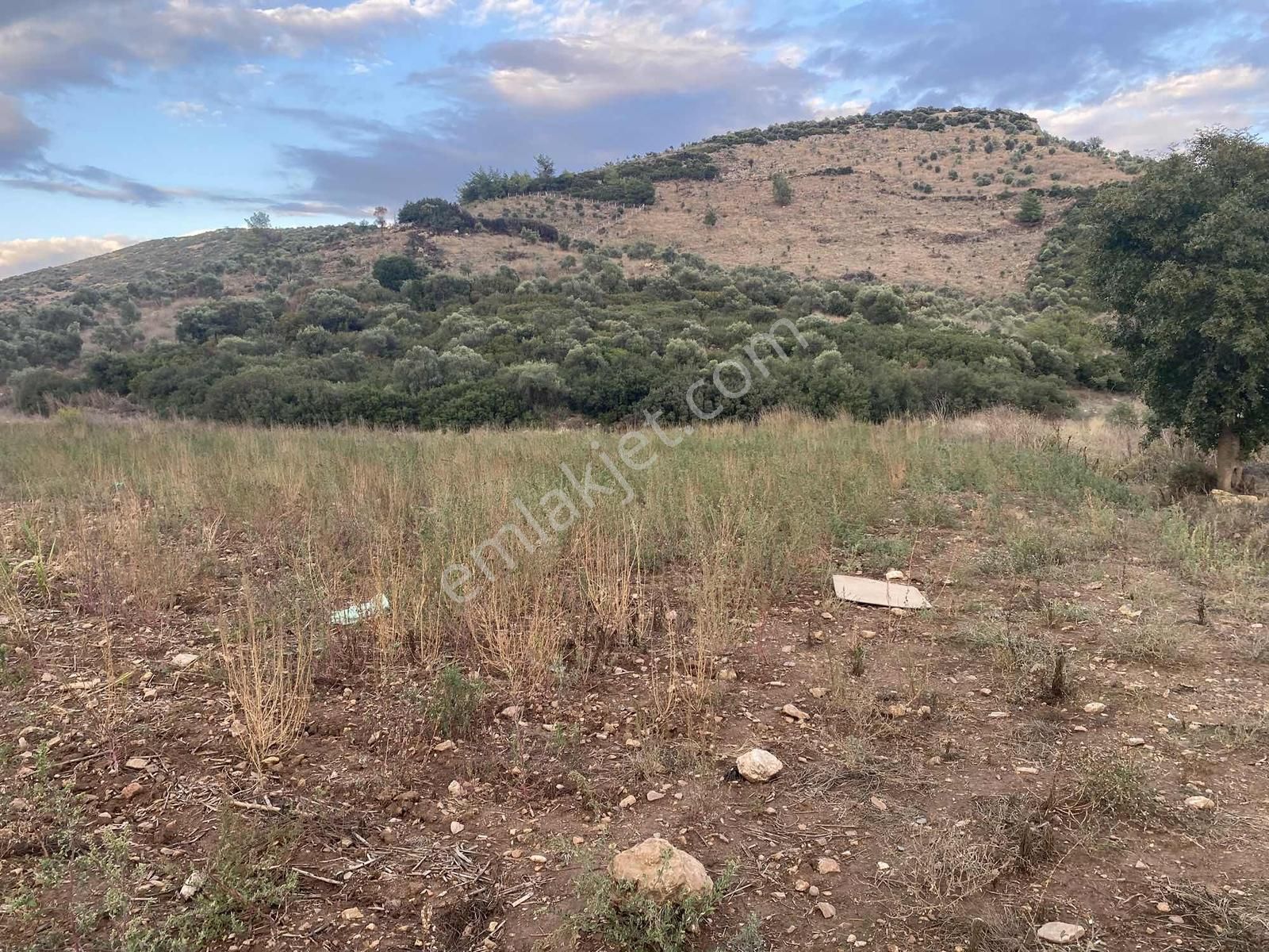 İzmir Tire Akar Emlaktan Satılık Kupon Tarla - Görsel 5