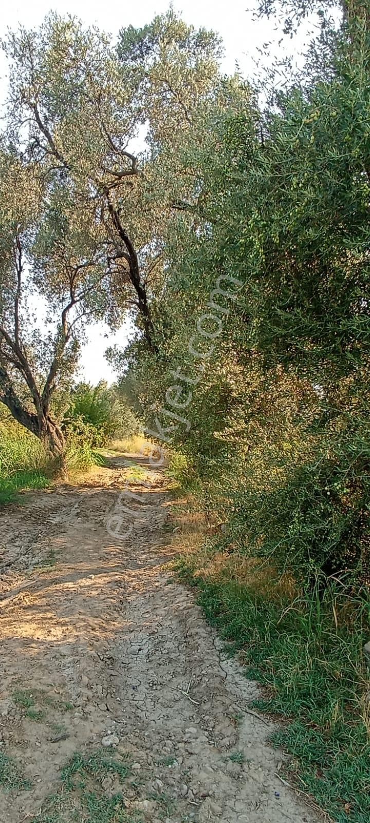 Acill Acill Acill Muğla Seydikemer Sahil Ceylan Mah... 1500 M2 Arazi - Görsel 2