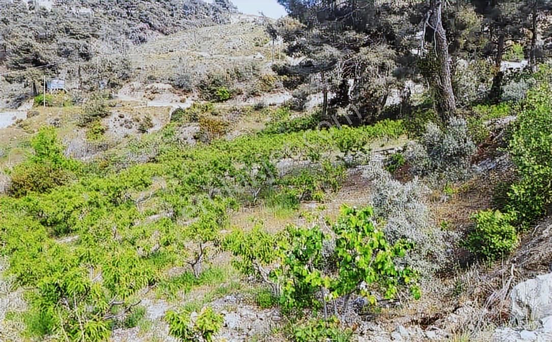 Uçandan Anayol Kenarı Doğalkaynak Suyu Olan Hazır Kurulu Bahçe - Görsel 2