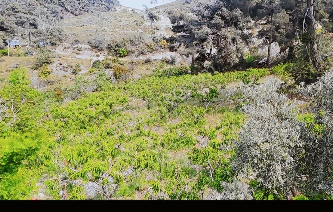 Uçandan Anayol Kenarı Doğalkaynak Suyu Olan Hazır Kurulu Bahçe - Görsel 3