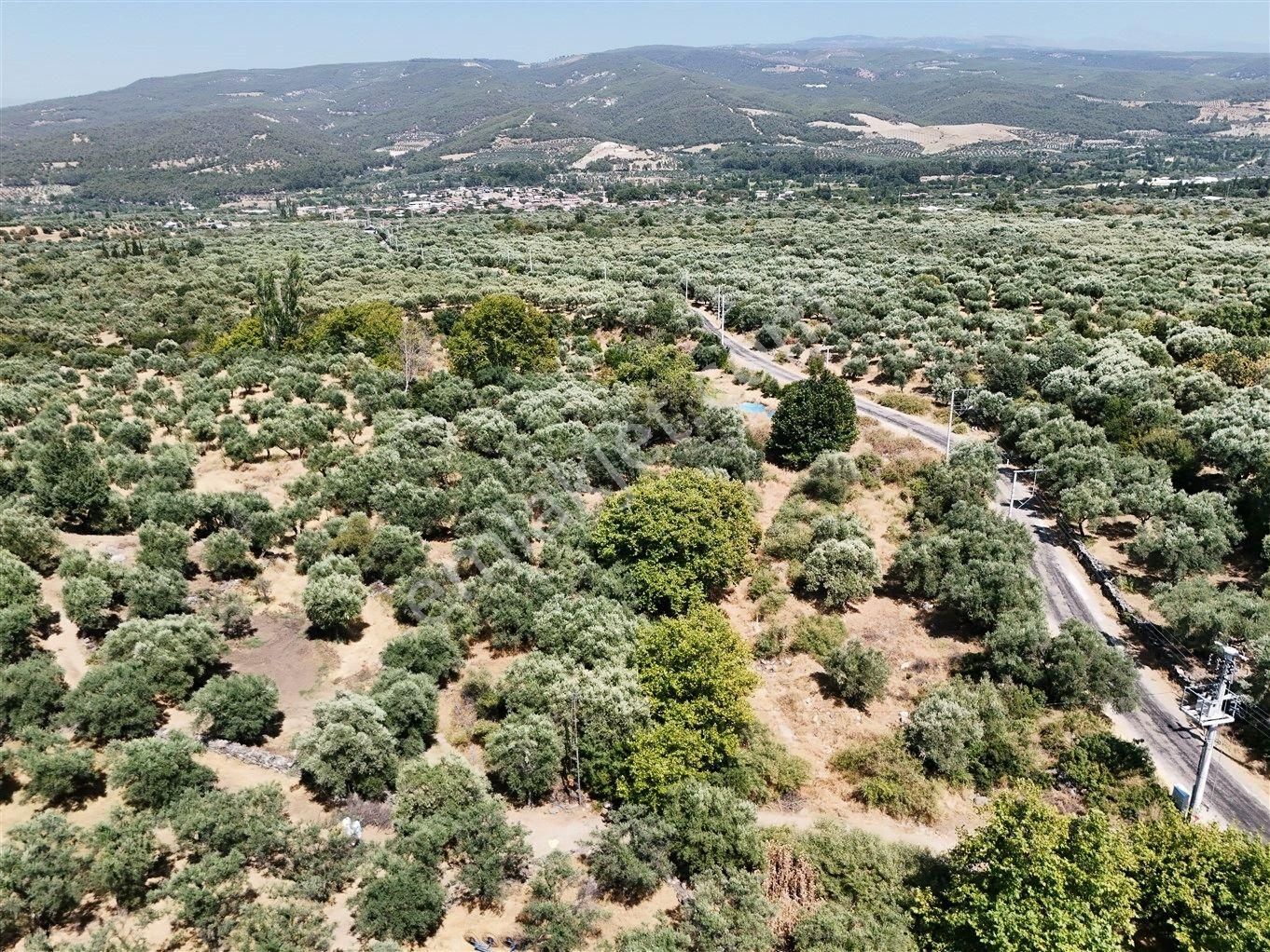 Aydın Karacasu Bahçeköy'de Doğanın Kalbinde Satılık Müstakil Zeytinlik - Görsel 19