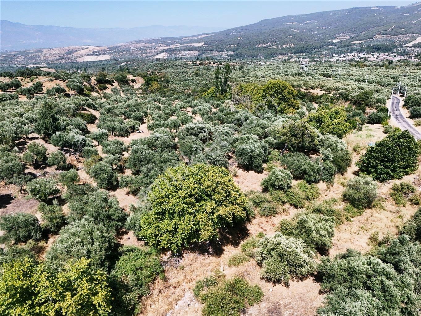 Aydın Karacasu Bahçeköy'de Doğanın Kalbinde Satılık Müstakil Zeytinlik - Görsel 28